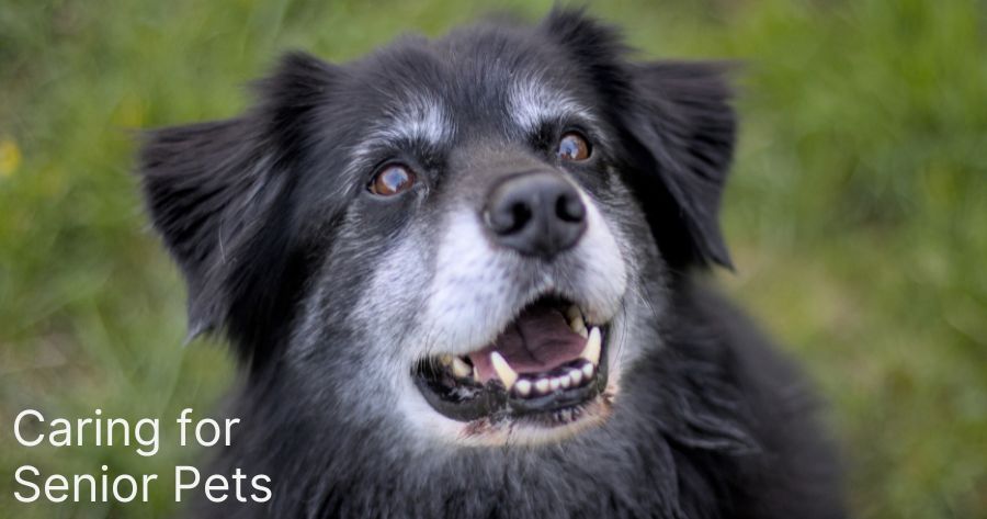 Senior Pet Health