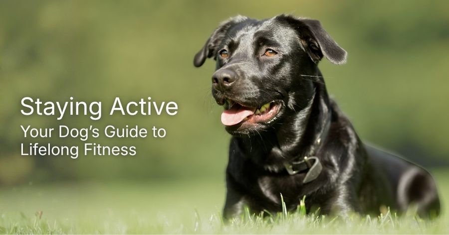 Keeping Your Dog Healthy, Active, and Safe