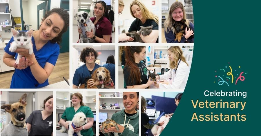 Celebrating Veterinary Assistants