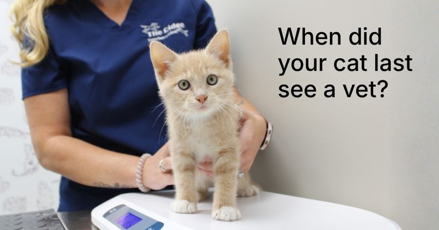 Why Regular Cat Vet Visits Matter More Than Most Cat Parents Realize