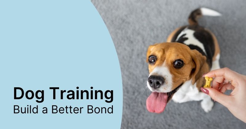 Dog Training Tips and Tricks