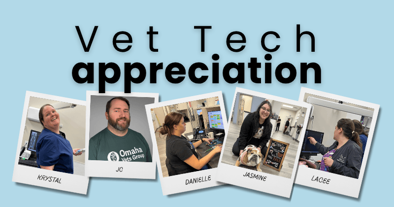 A Day in the Life of a Licensed Veterinary Technician