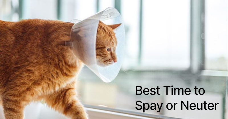 Best Time to Spay or Neuter a Cat