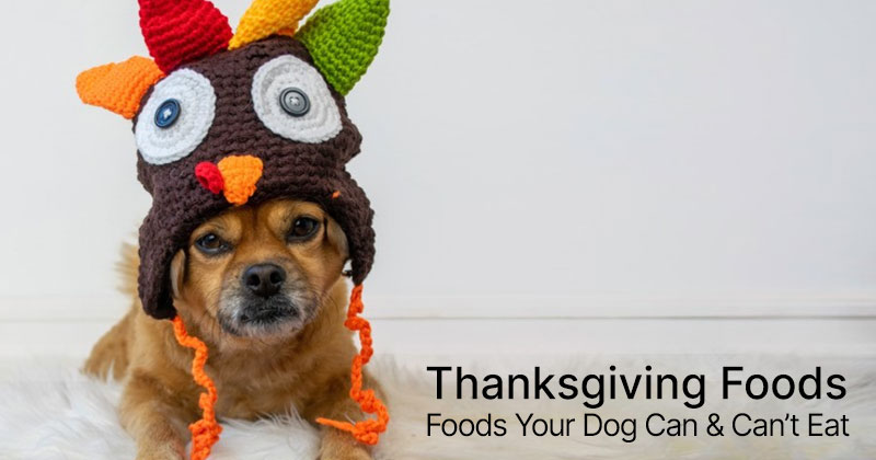 Thanksgiving Foods Your Dog Can & Can’t Eat