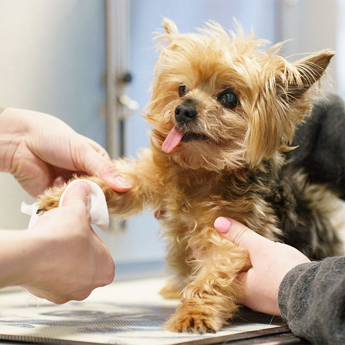 Veterinary care for dogs, cats, and pocket pets